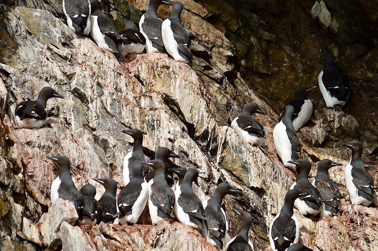 Guillemots on a cliff. Image credit: Megan Coughlin/Flickr.com