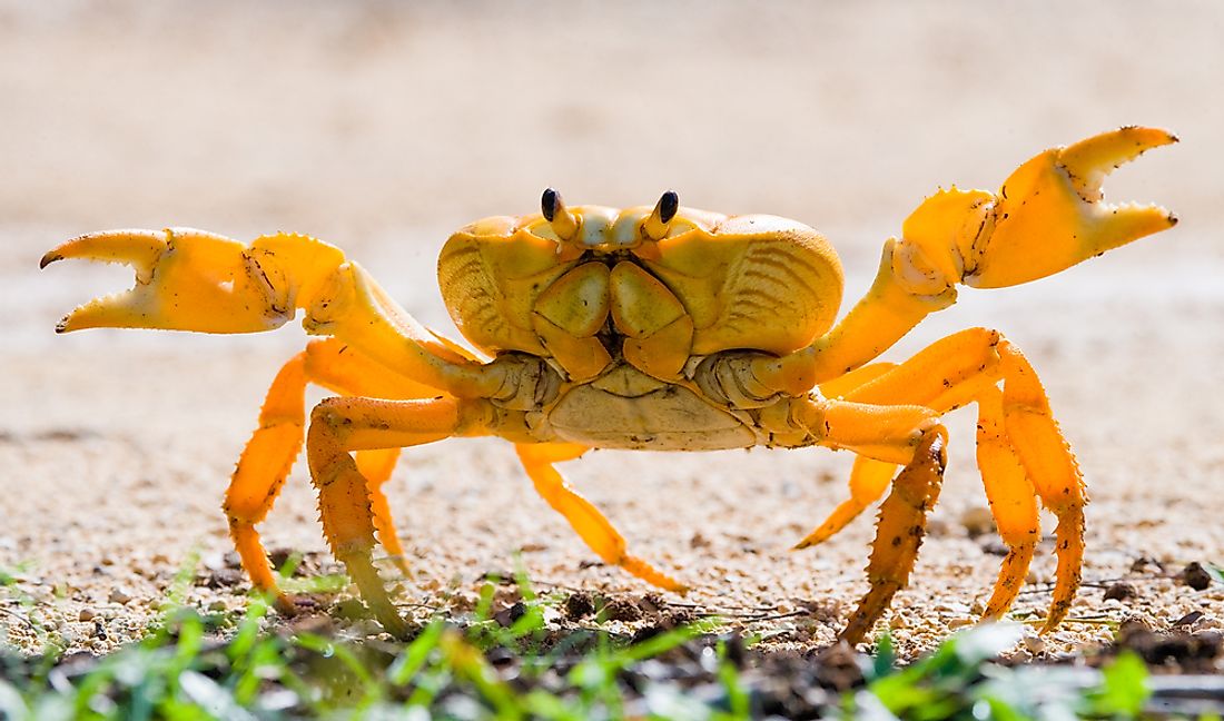 cuba wildlife tours