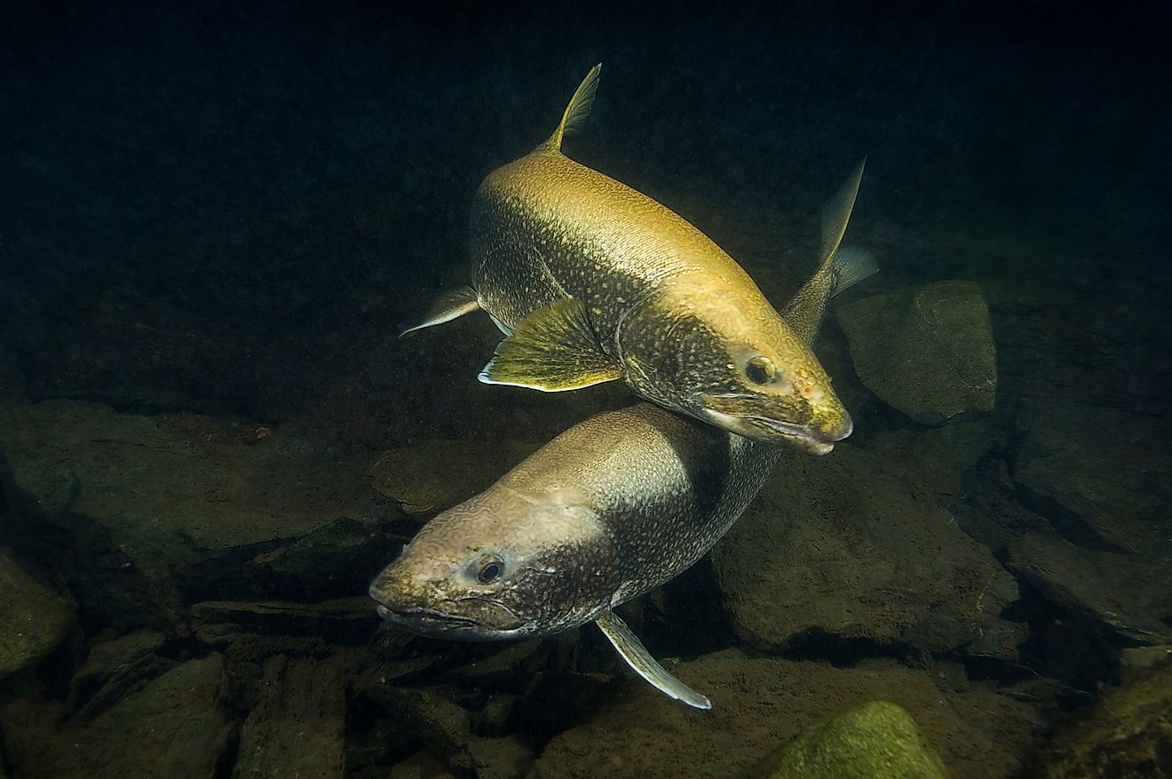 Lake trout underwater spawning. 