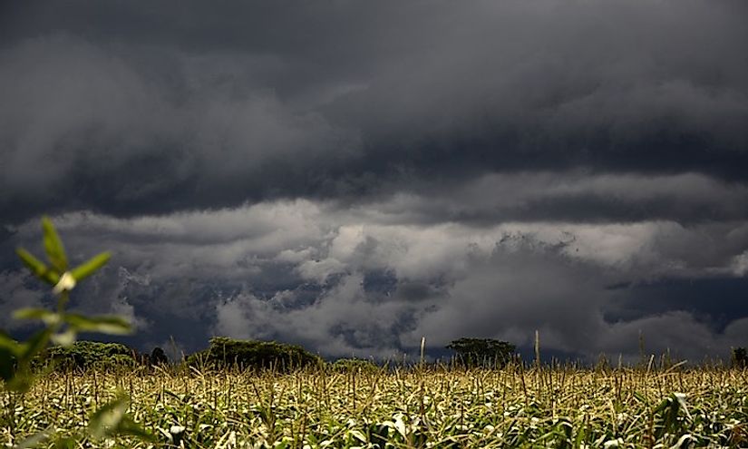 Rain clouds over a crop field.