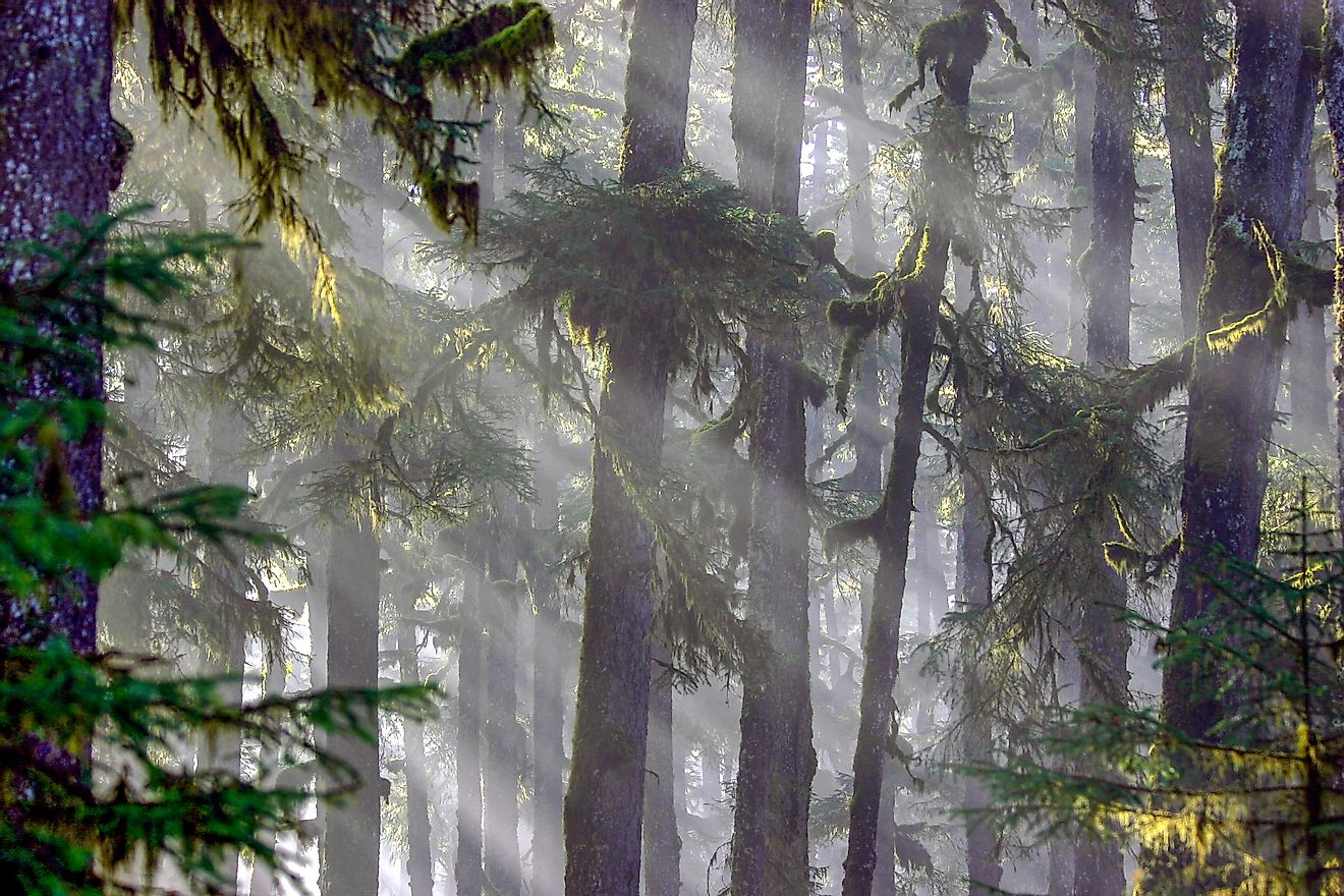 The Tongass national forest is the biggest national forest in the US, found in Southeast Alaska.