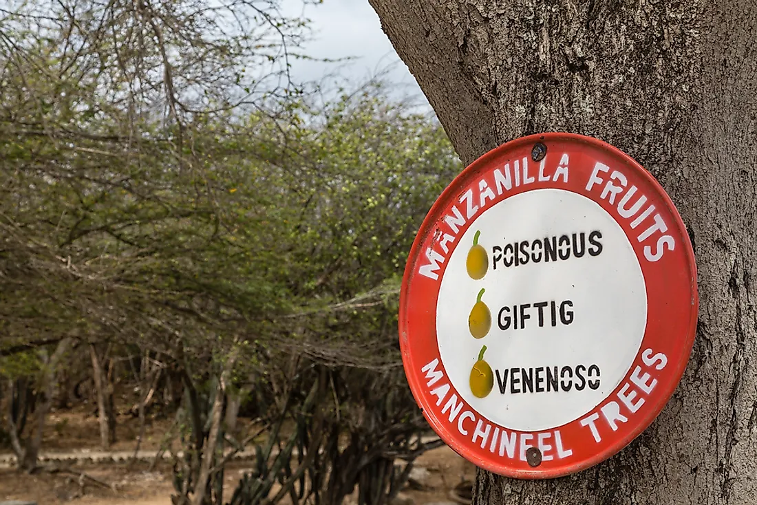 The dangerous manchineel tree.