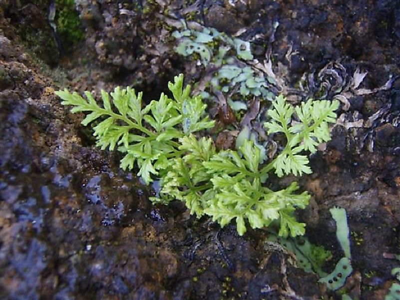 The Ascension Island Parsley Fern, one of the rarest plants on earth today.
