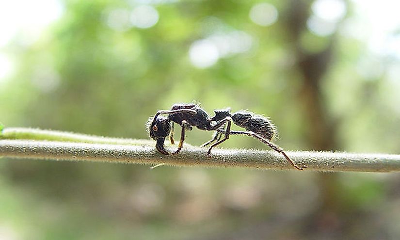 A bullet ant.