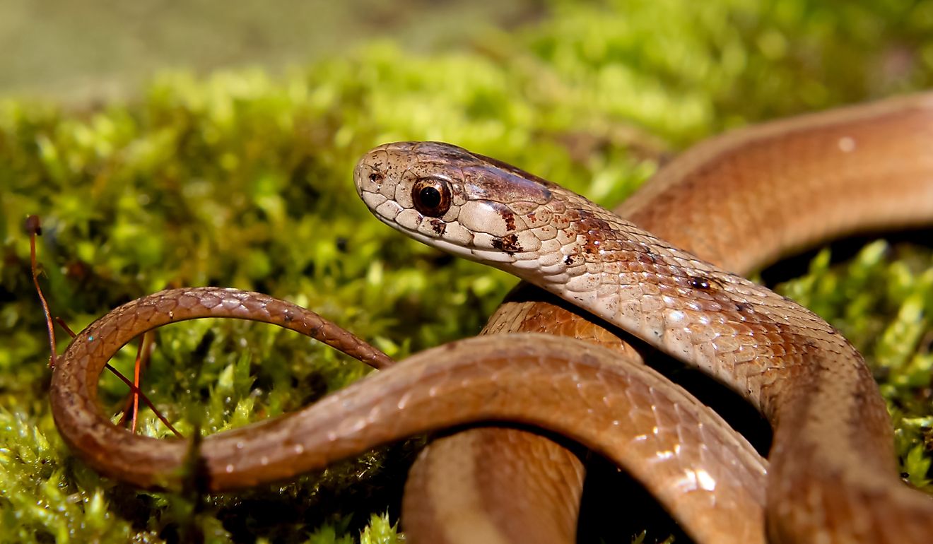 a dekay's brown snake on green moss, they are non venomous, scientific name Storeria dekayi