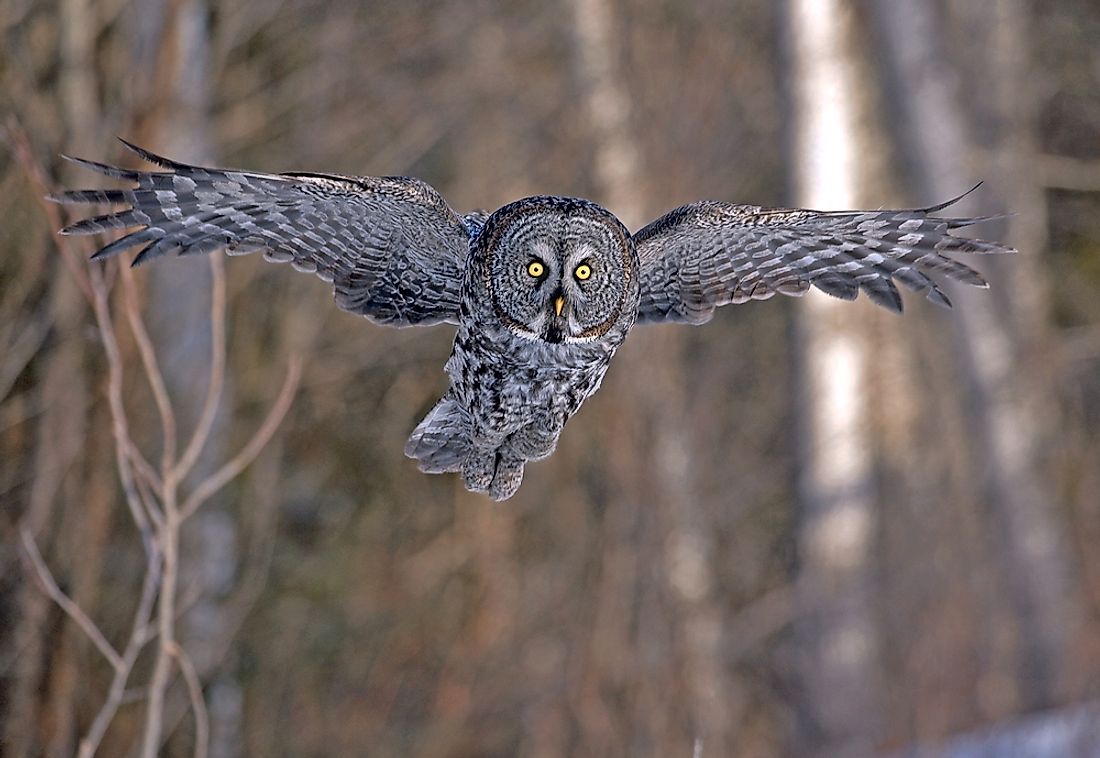 The great grey owl can have a wingspan of 5 feet.