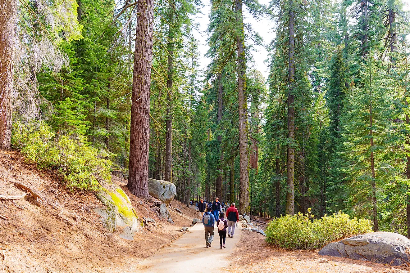 Sequoia National Park, California, Editorial credit: Chizhevskaya Ekaterina / Shutterstock.com