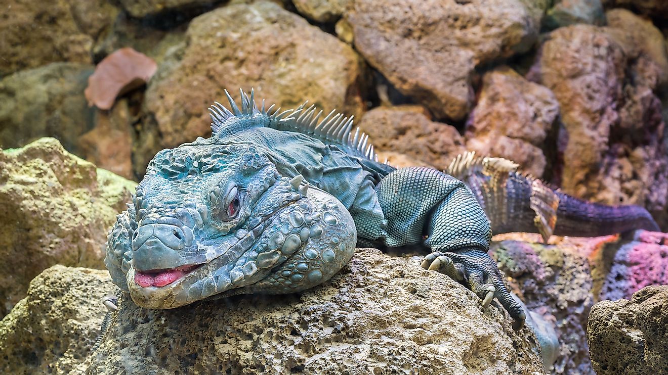 Close up of a Grand Cayman (a.k.a. Blue, Cyclura lewisi) iguana resting at the Smithsonian National Zoo. Image credit: Steve Lagreca/Shutterstock.com
