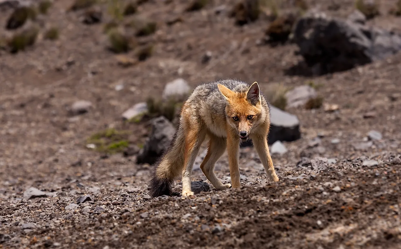 Red Fox: Animals of North America - WorldAtlas