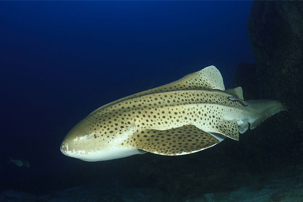 The zebra shark is one of the 400 egg-laying shark species.