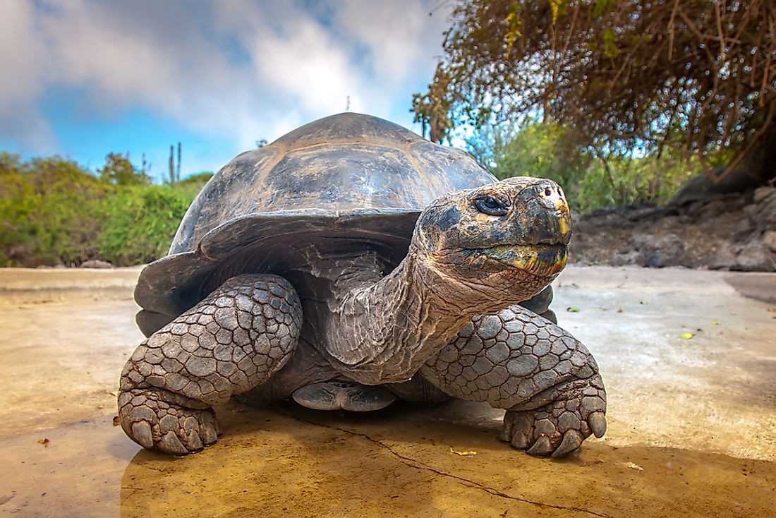 Giant tortoises can weigh close to 1,000 pounds. 