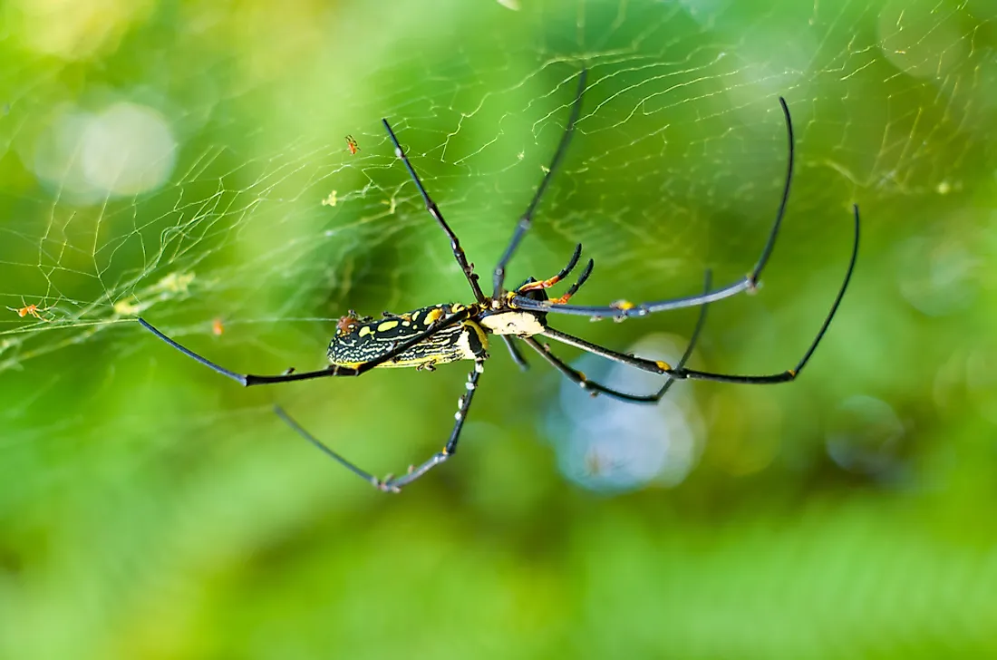 Golden orb-weaver spider. 