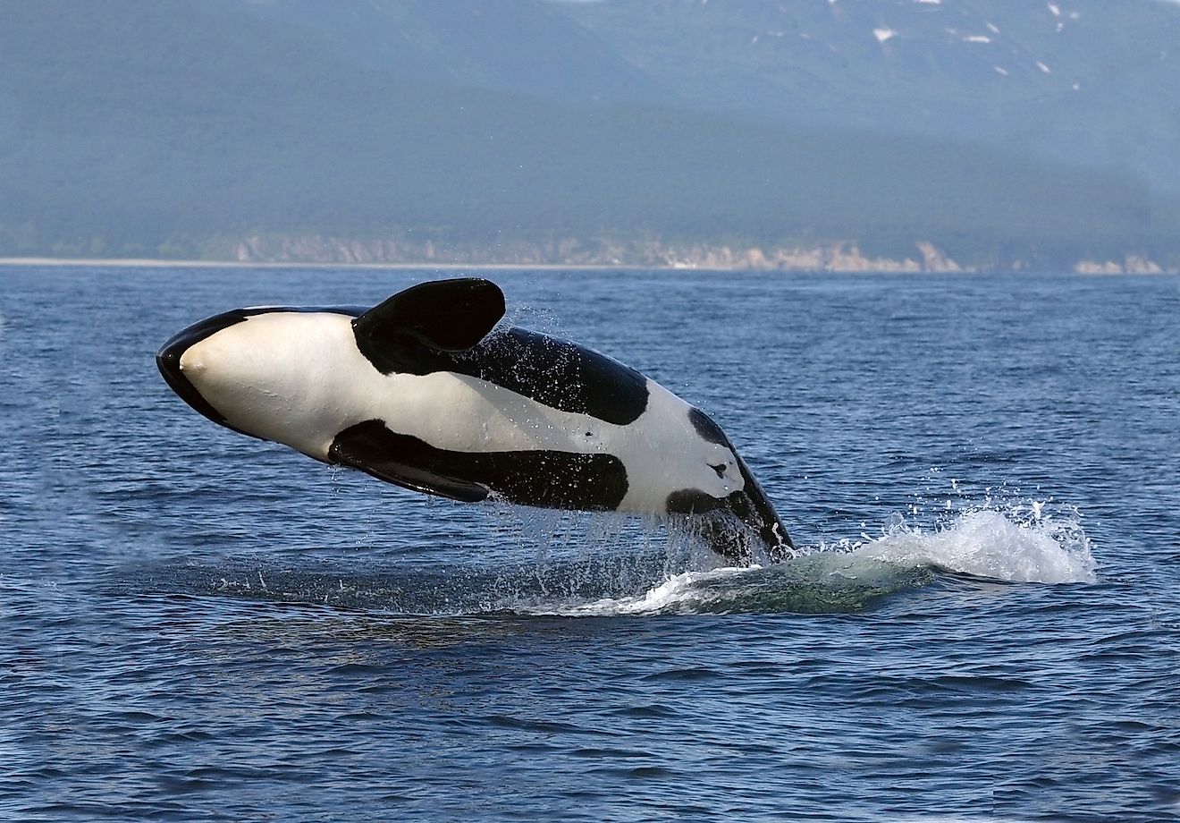 Killer whale female breaching, Kamchatka, Pacific Ocean. Image credit: Tatiana Ivkovich/Shutterstock.com