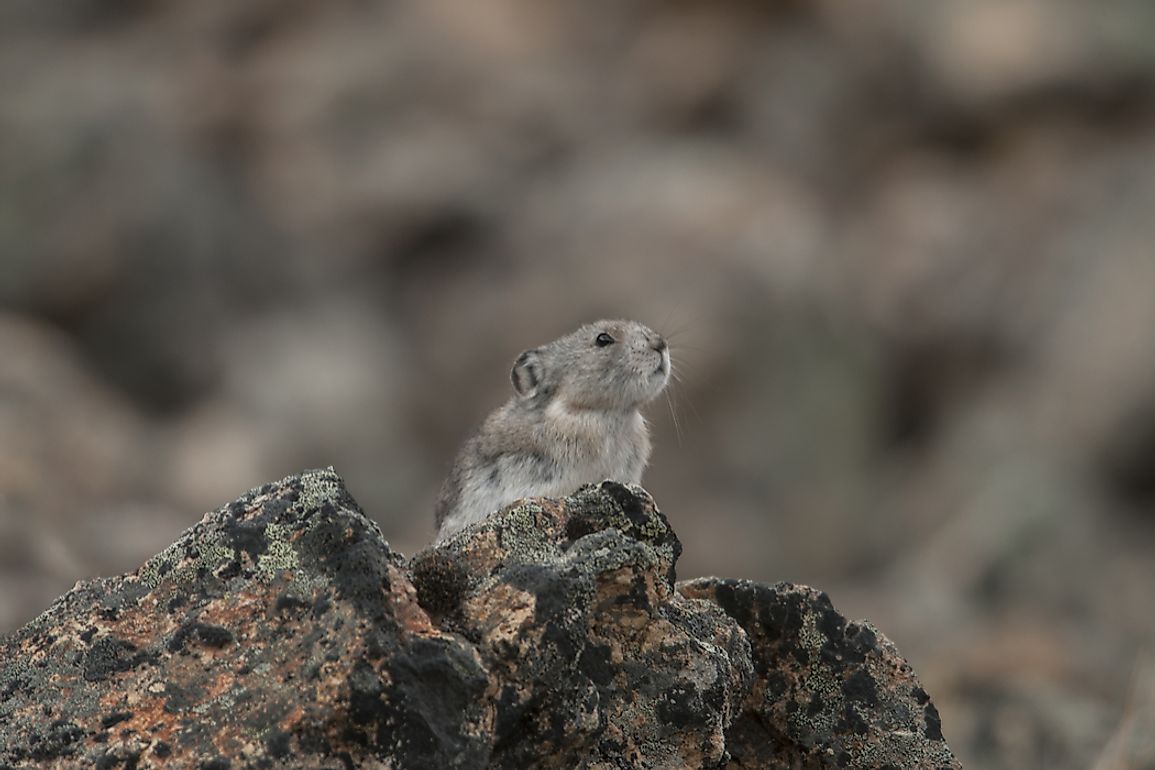 Despite their cute appearances, Collared Pikas prove to be resilient creatures, making their lives upon craggy slopes in cold climes.