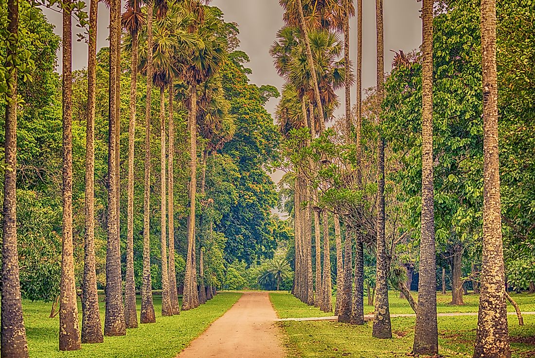 Palm Alley of the Royal Botanical Gardens. 
