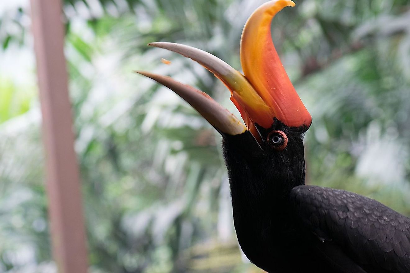 A female rhinoceros hornbill eating a peanut. Image credit: Thomas Quine/Wikimedia.org