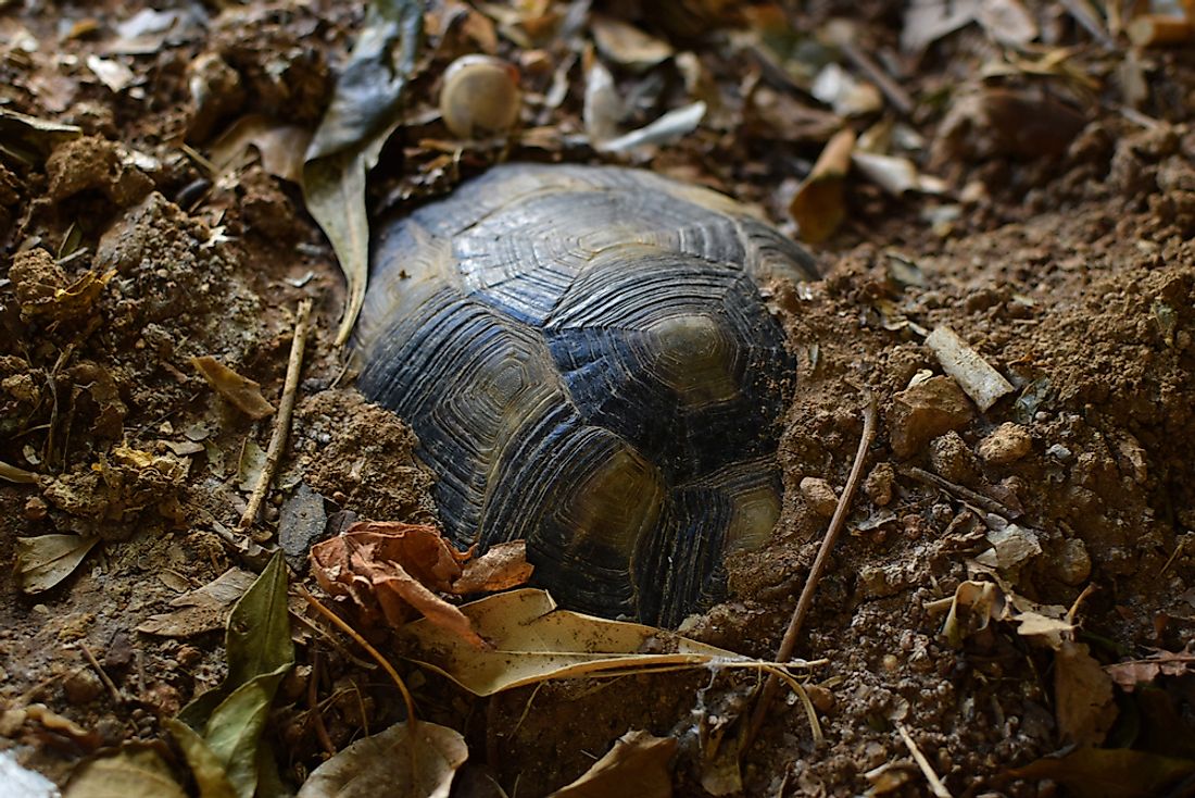 Many animals undergo a state of dormancy known as estivation during hot and dry seasons.