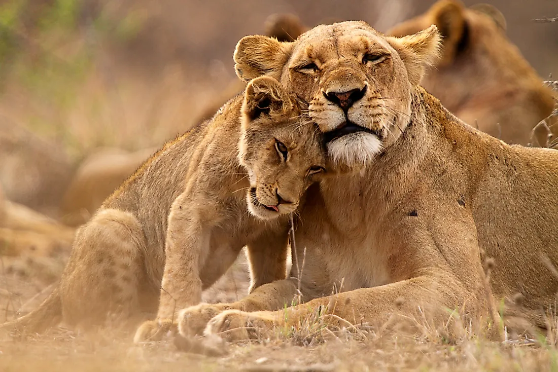 Lions are examples of mammals. 