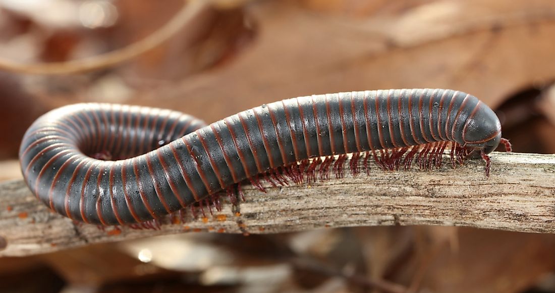 Millipedes are generally cylindrical and have between 34 to 400 legs. 