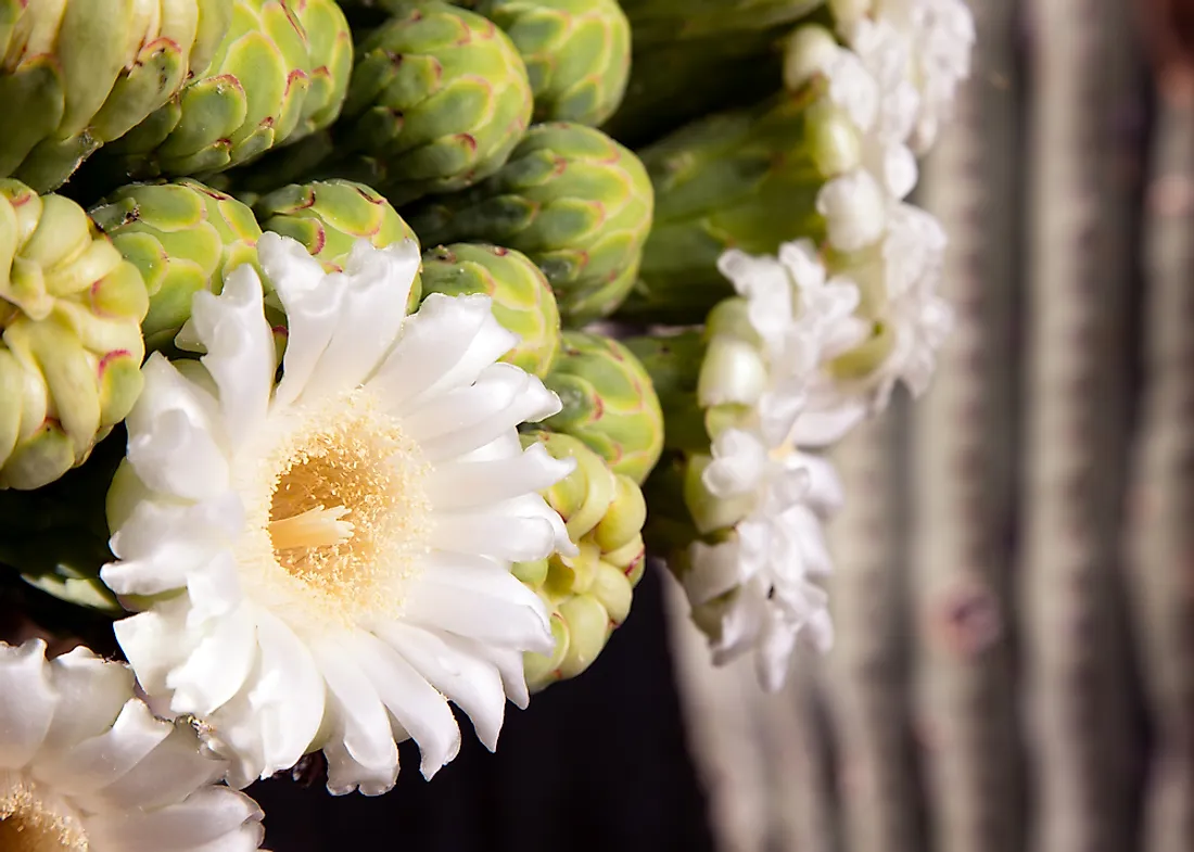 The cactus is indigenous to the Sonoran Desert.