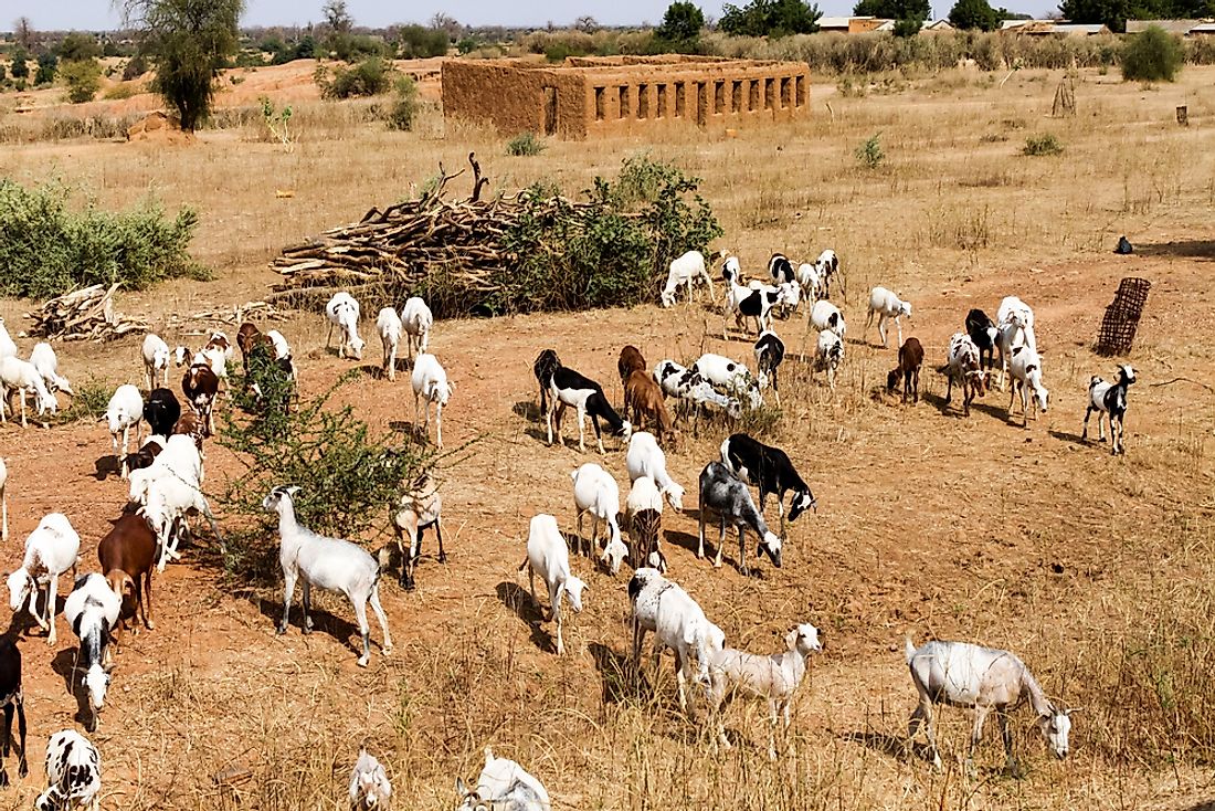 A herd of goats in Mali. 