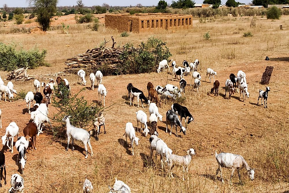 A herd of goats in Mali. 