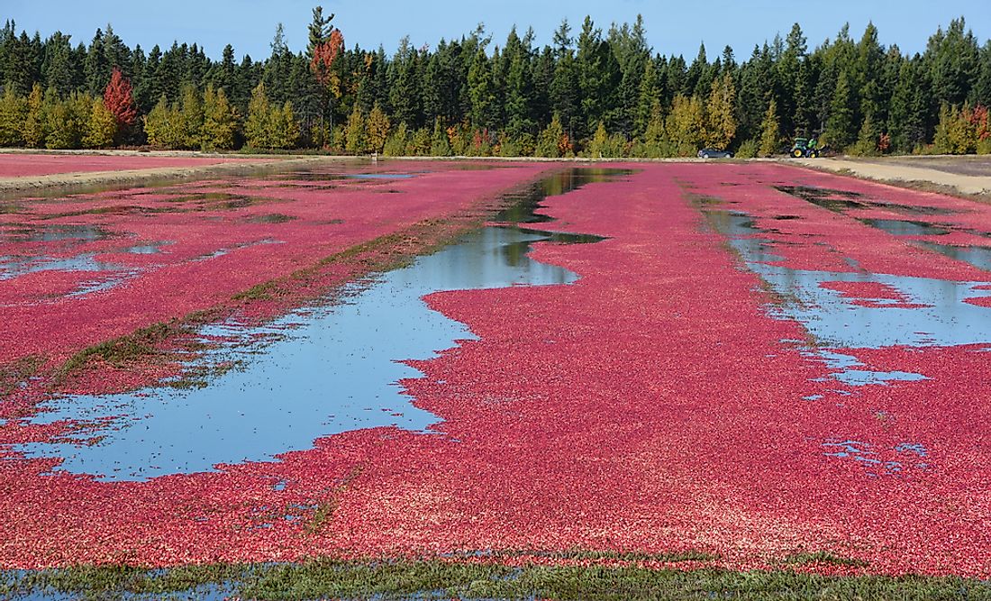 Cranberry production in Saint-Louis-de-Blandford, Canada. Editorial credit: meunierd / Shutterstock.com. 