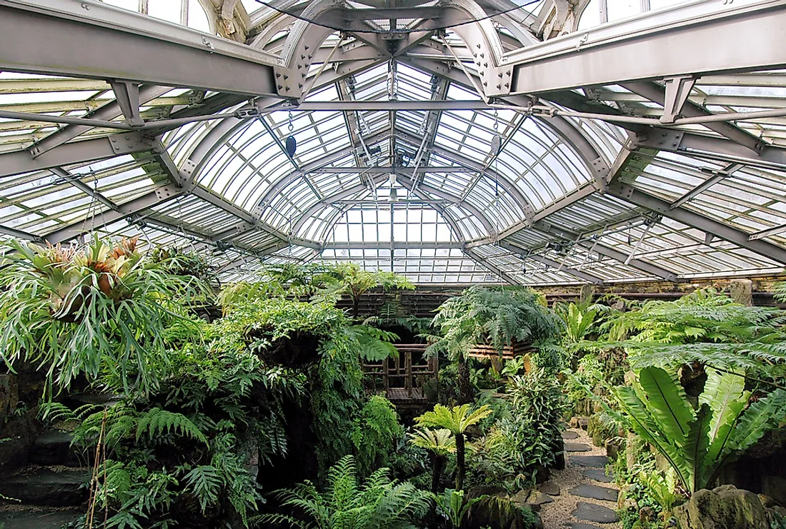 The greenery of the Morris Arboretum. 