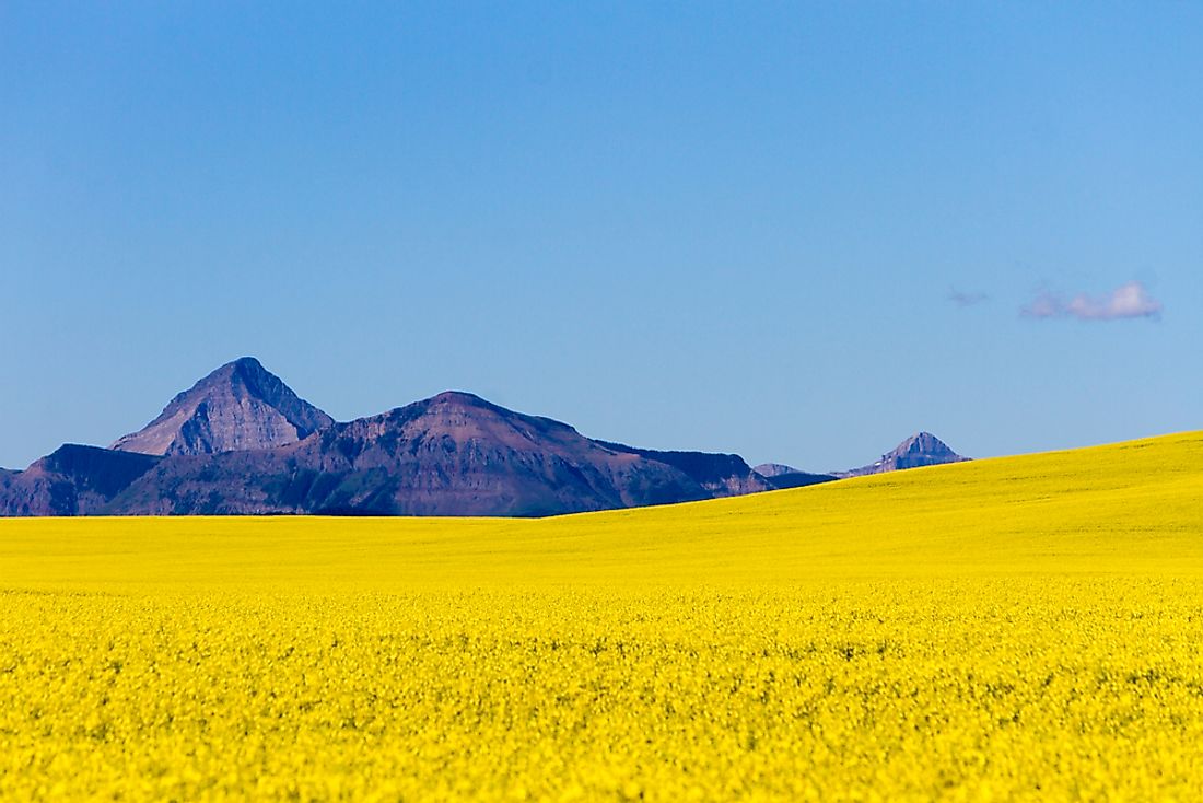 A rapeseed field in Canada. 