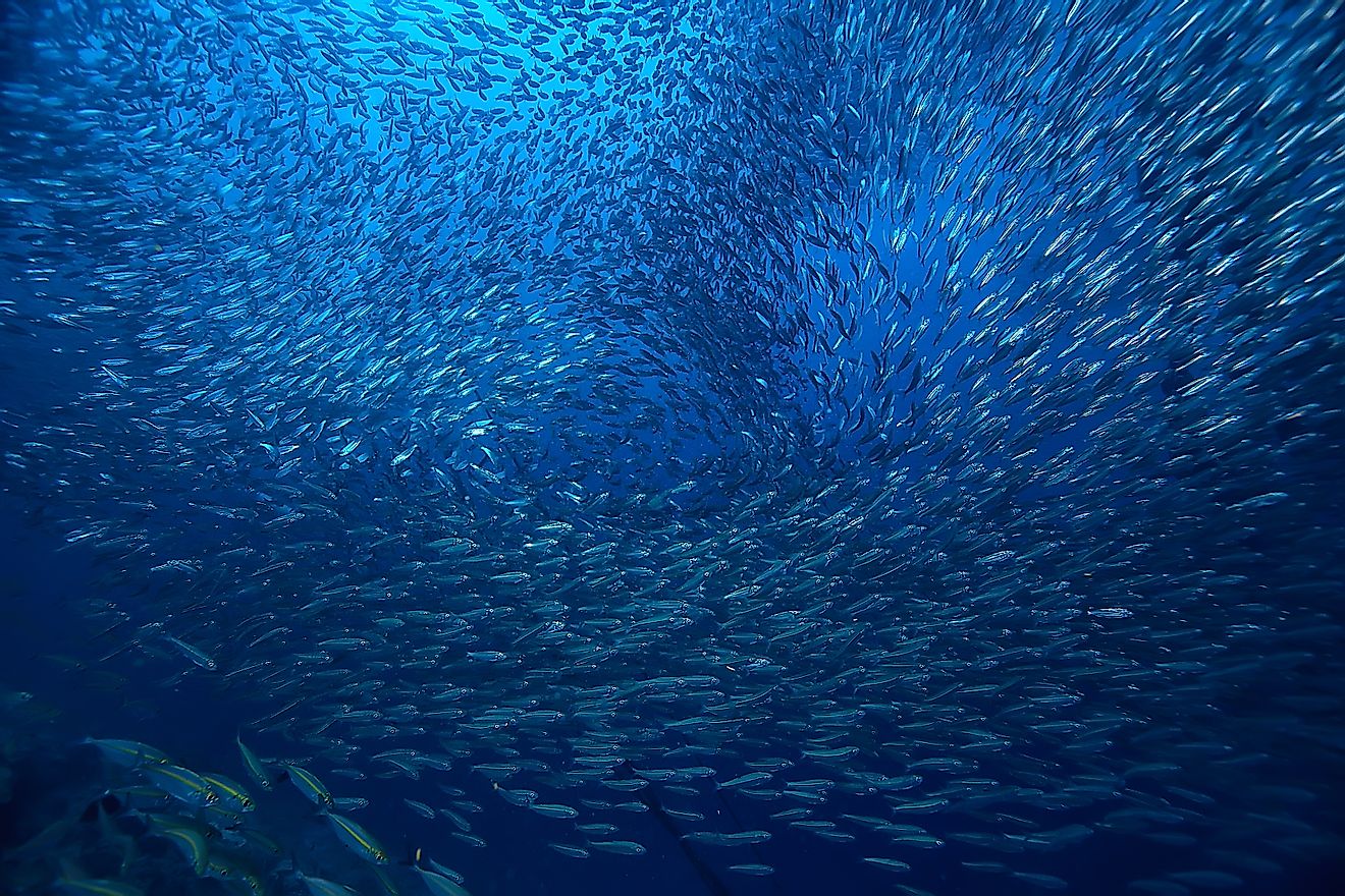 A large school of fish in the ocean.