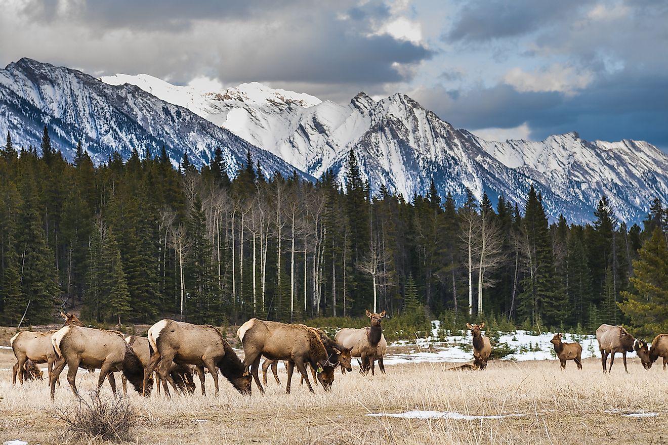 Wild mountain Elk, Banff National Park Alberta Canada. Image credit: BGSmith/Shutterstock.com