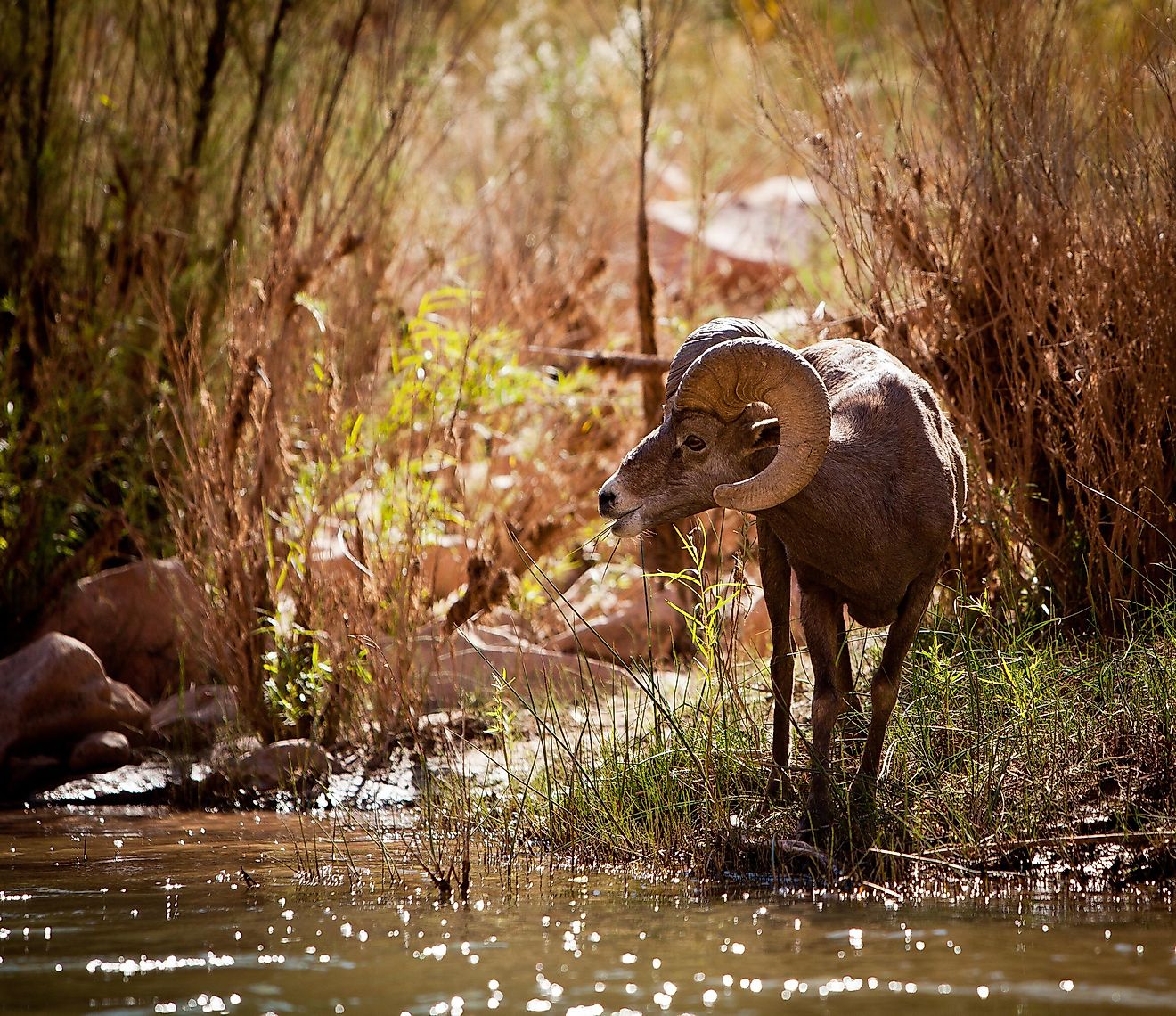 Profile of a Big Horn Sheep along the Colorado River in the Grand Canyon