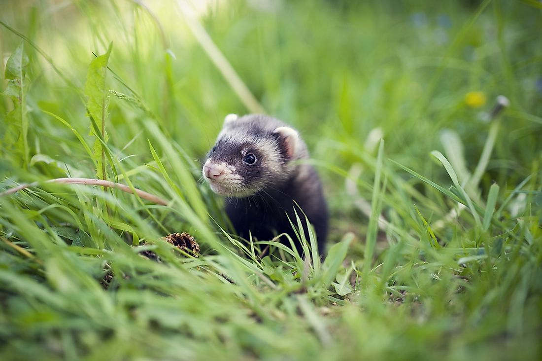 A ferret in grass. 
