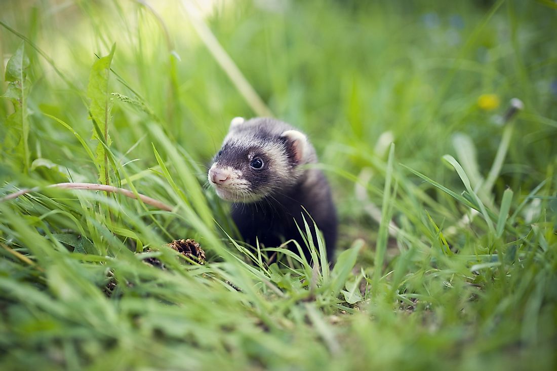 A ferret in grass.
