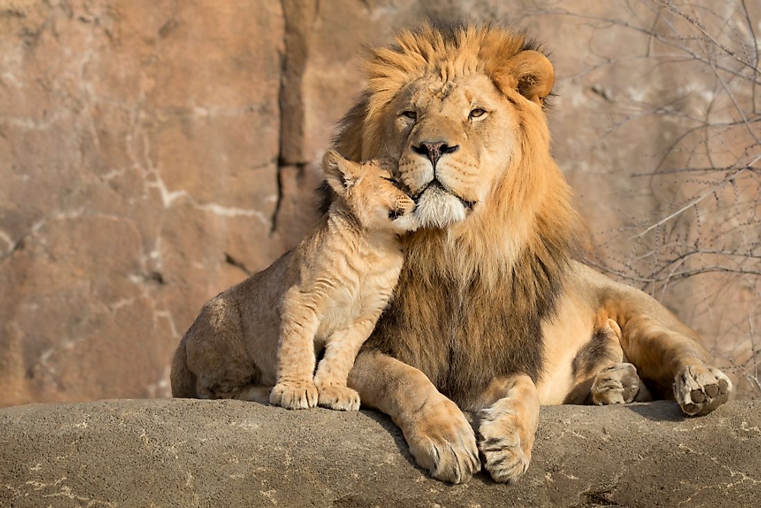 A male lion with his tiny cub, connected by a unique bond of nature.