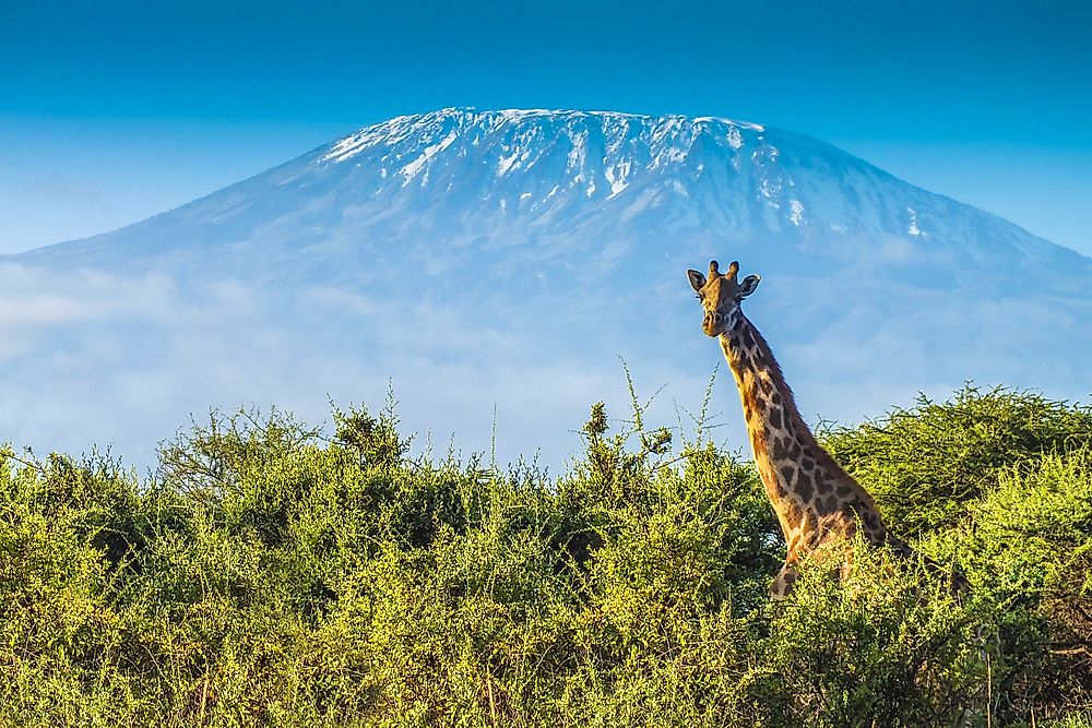 The neck of the giraffe can account for between about 6 to 8 feet of its total height.