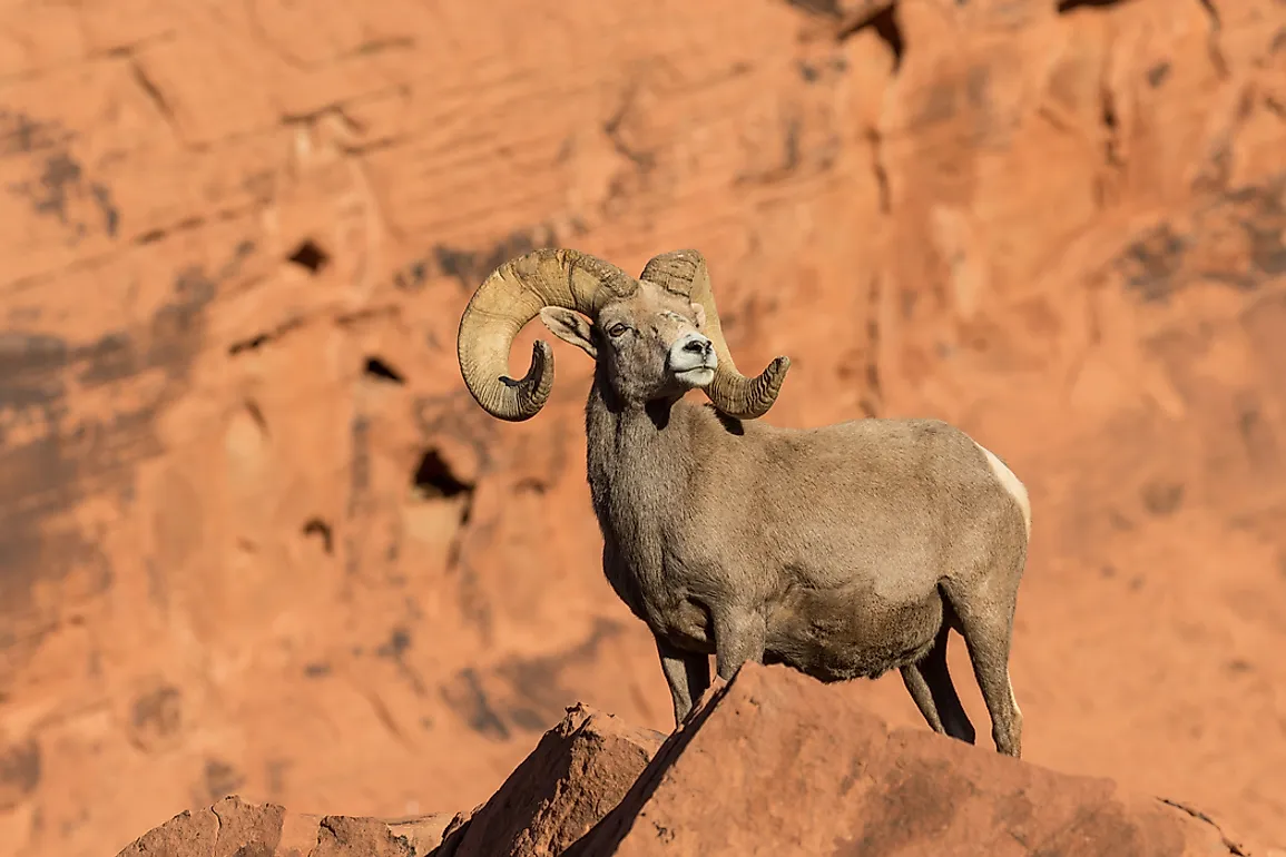 A bighorn desert sheep. 