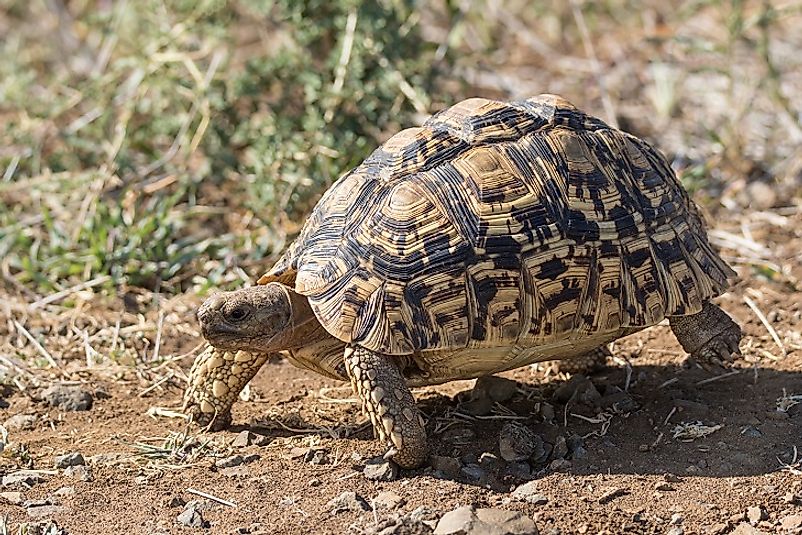 The Leopard Tortoise.