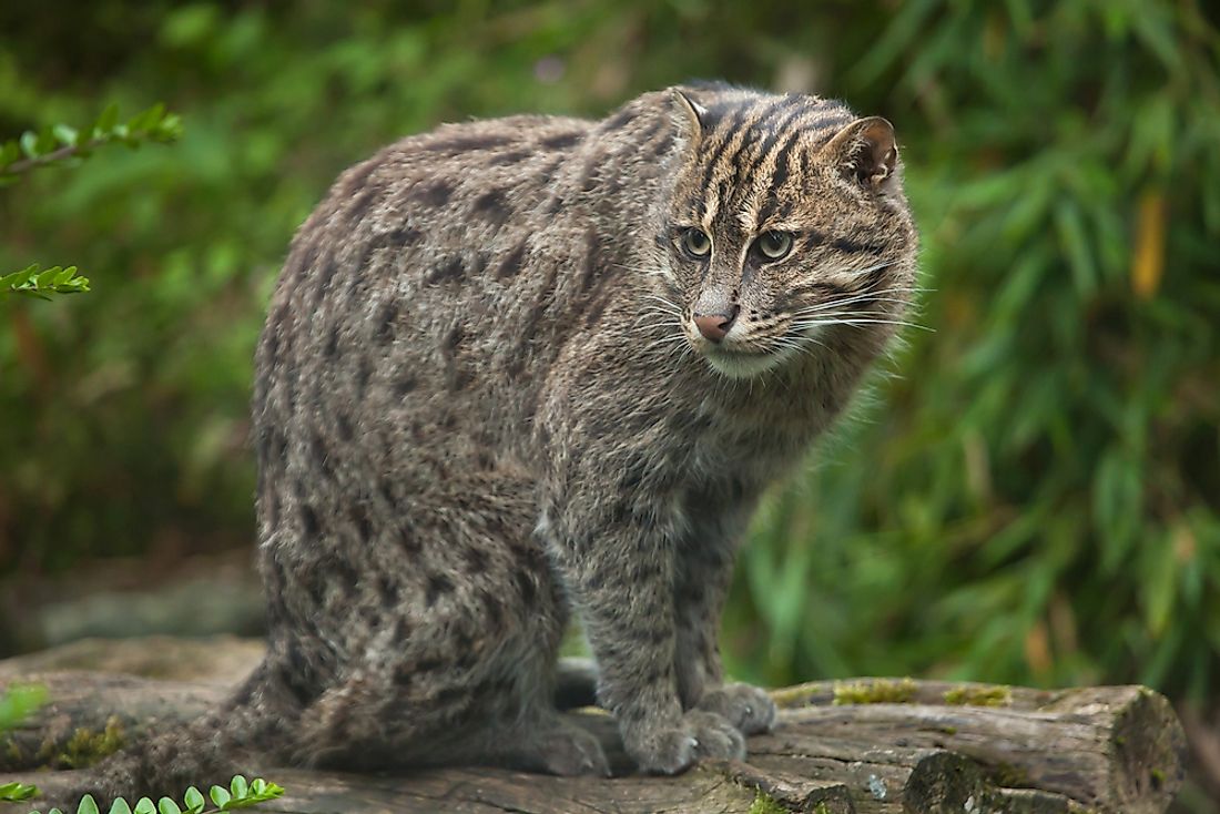 A fishing cat. 