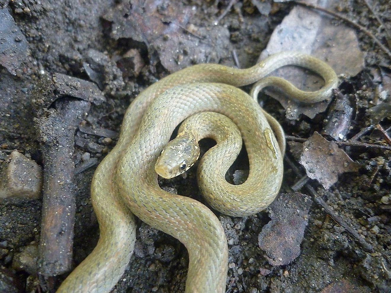 Japanese Keelback Snake