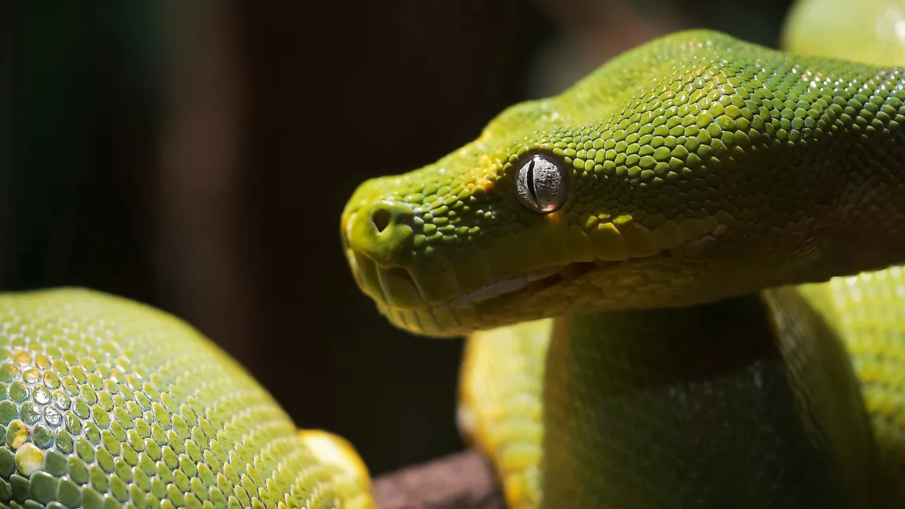 Close up of a green tree python on a branch. 