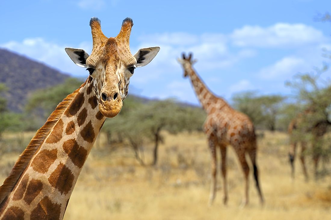 A giraffe poses for the camera in Amboseli National Park, Kenya. Photo credit: shutterstock.com.