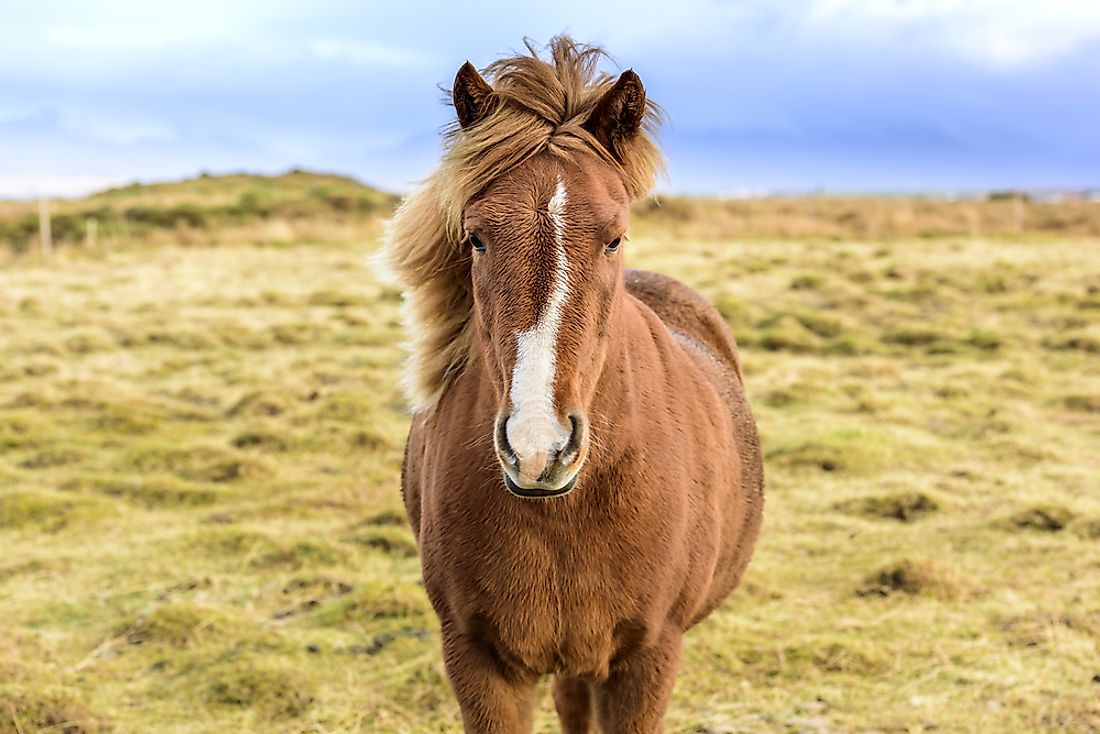 An Icelandic horse. 