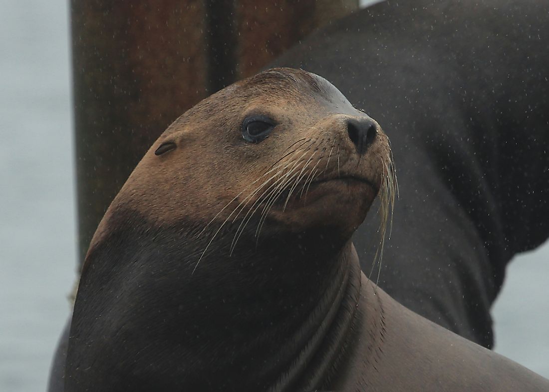 California Sea Lion Facts: Animals of North America - WorldAtlas