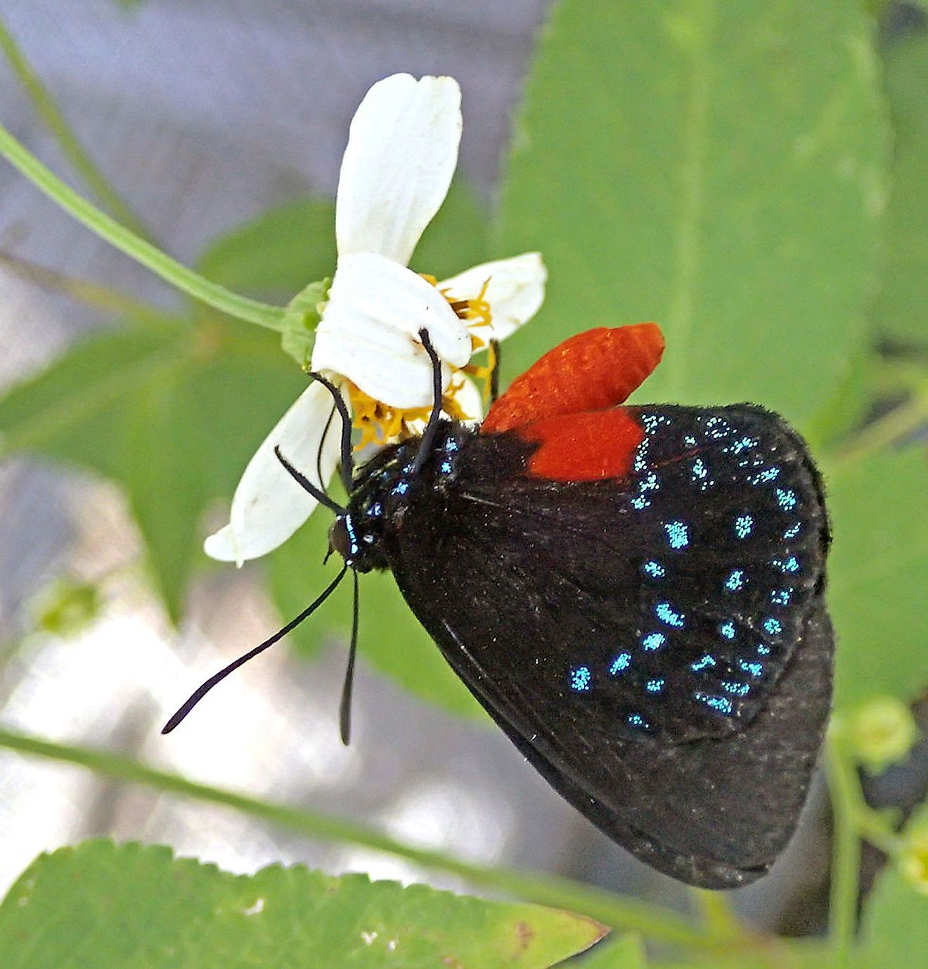 Atala hairstreak butterfly in Florida, USA. Image credit: James St. John/Wikimedia.org