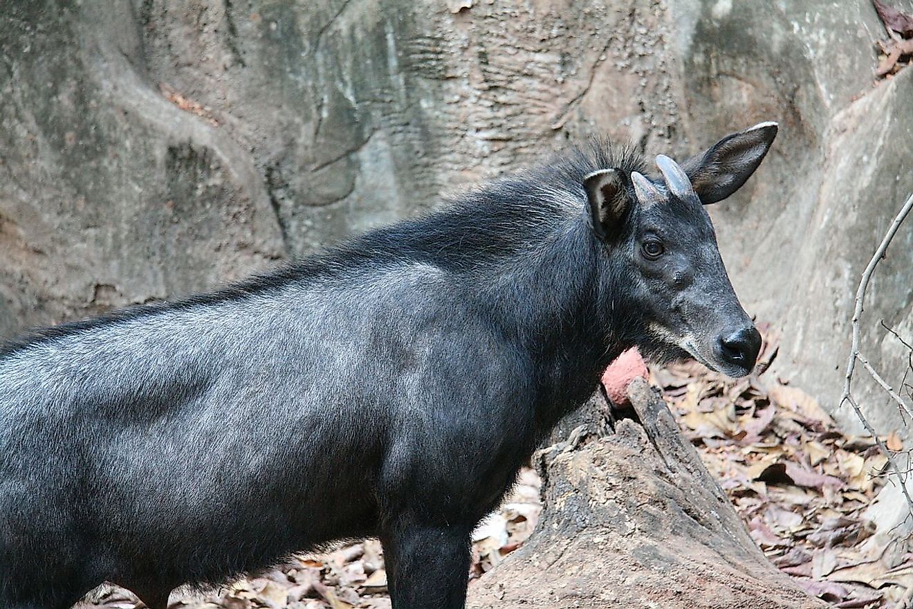 A serow (Capricornis sumatraensis). Picture taken at Dusit Zoo, Bangkok, Thailand. Image credit: Melanochromis / Public domain