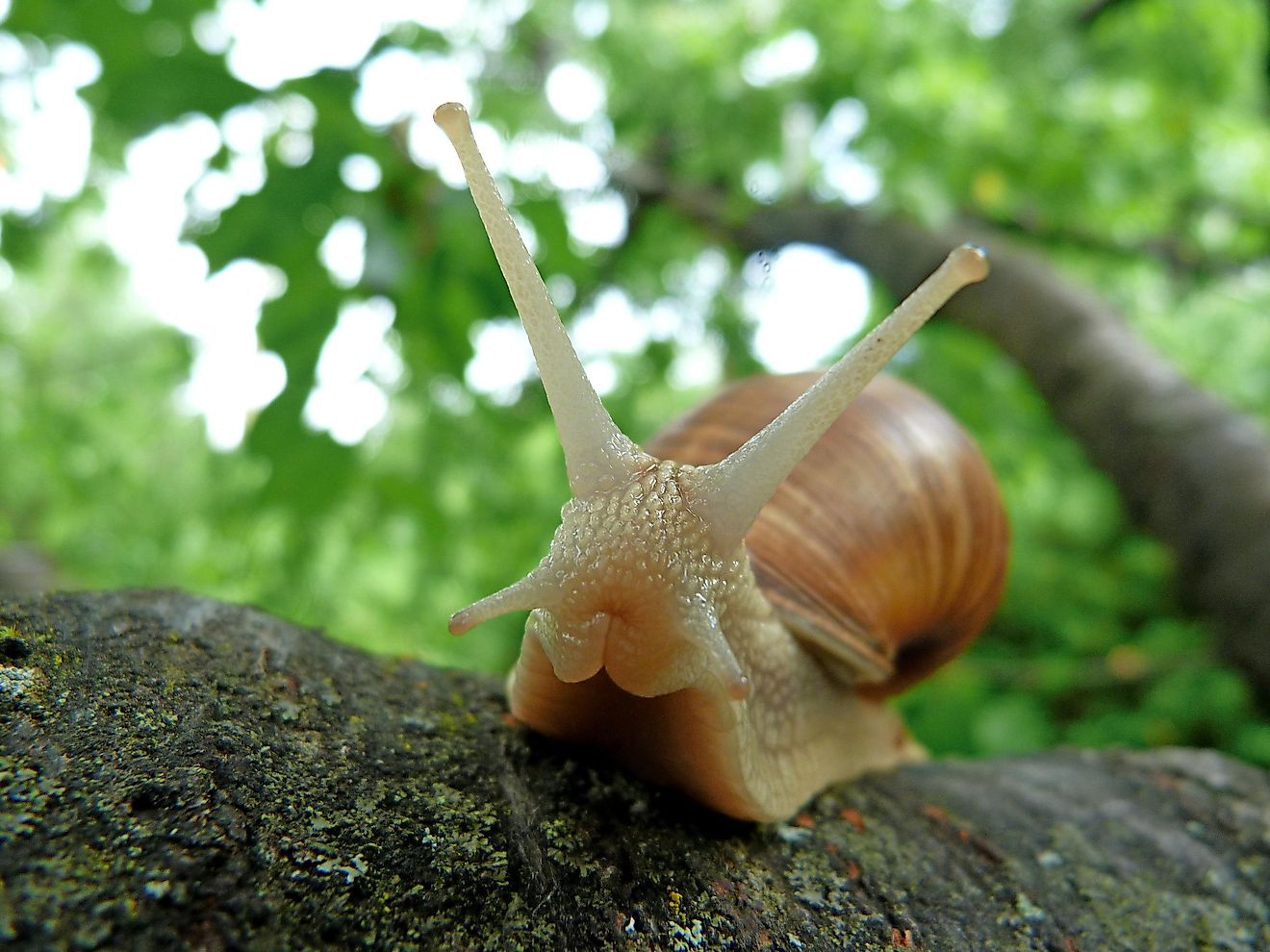 A snail on a tree. Image credit: Pexels.com