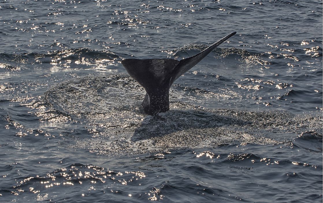 A fin whale off the coast of England. Fin whales are among the endangered mammals of the United Kingdom. 