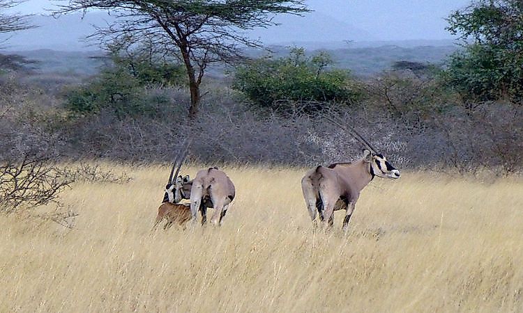 ​Awash National Park​ in Ethiopia.