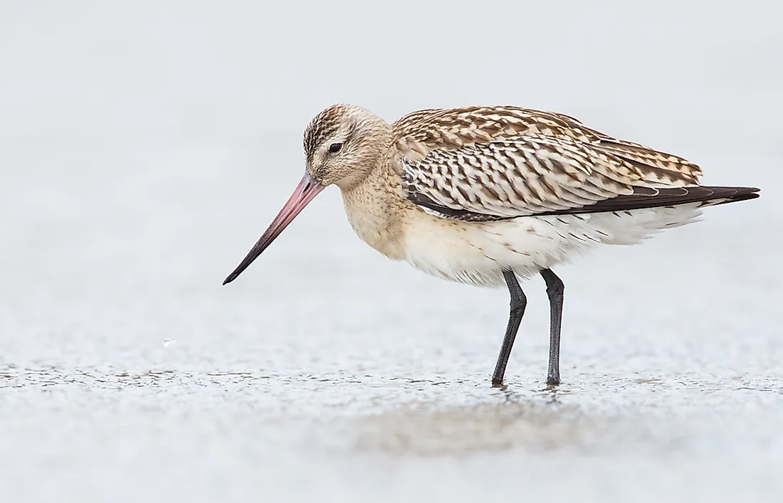 The black-tailed godwit, limosa limosa. 